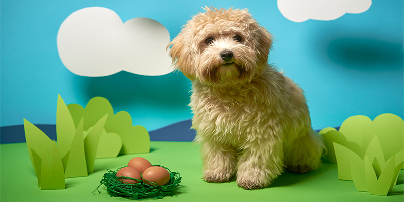 Are You Ready To Get A Maltipoo Puppy?